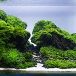 Aquascape