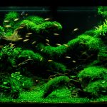 Aquascape