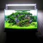 Aquascape