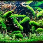 Aquascape Eheim Incipra