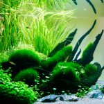 Eheim Proxima Aquascape