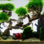 Aquascape Fluval Spec