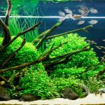 Aquascape