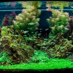 Aquascape